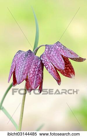 Stock Photography - "Fritillary, snake's head fritillary or chess flower (Fritillaria meleagris), North Rhine-Westphalia, Germany, Europe". Fotosearch