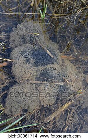 "Frog spawn, spawning of the common frog (Rana temporaria) in a pond, North Rhine-Westphalia, Germany, Europe" View Large Photo Image Picture - "Frog spawn, spawning of the common frog (Rana temporaria) in a pond, North Rhine-Westphalia, Germany, Europe". Fotosearch