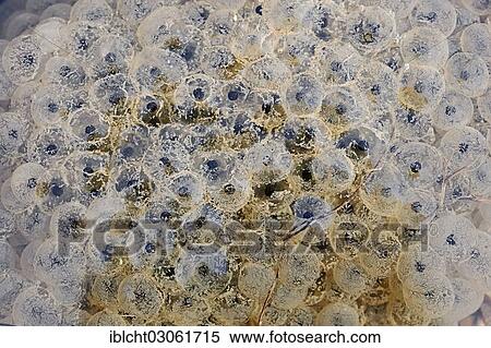 Stock Photography - "Frog spawn, spawning the common frog (Rana temporaria), North Rhine-Westphalia, Germany, Europe". Fotosearch