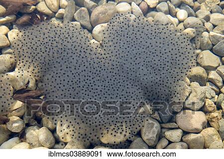 "Frog spawn, Tyrol, Austria, Europe" View Large Photo Image Stock Image - "Frog spawn, Tyrol, Austria, Europe". Fotosearch