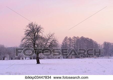 "Frost-covered tree on a snow-covered meadow in the early morning light, Uhyst, Saxony, Germany, Europe" View Large Photo Image Picture - "Frost-covered tree on a snow-covered meadow in the early morning light, Uhyst, Saxony, Germany, Europe". Fotosearch