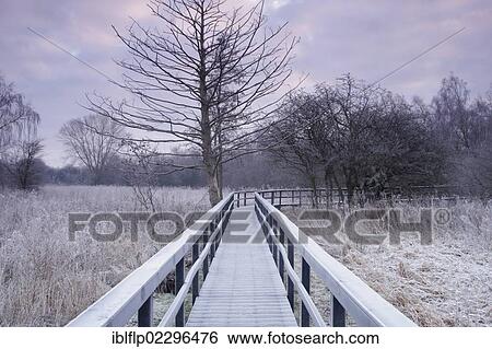 "Frosted boardwalk through marshland habitat at dawn, Fairburn Ings RSPB Reserve, Fairburn, West Yorkshire, England, United Kingdom, Europe" View Large Photo Image Stock Photograph - "Frosted boardwalk through marshland habitat at dawn, Fairburn Ings RSPB Reserve, Fairburn, West Yorkshire, England, United Kingdom, Europe". Fotosearch