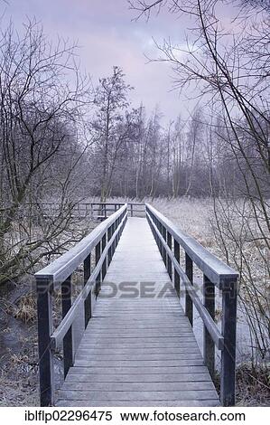 "Frosted boardwalk through marshland habitat at dawn, Fairburn Ings RSPB Reserve, Fairburn, West Yorkshire, England, United Kingdom, Europe" View Large Photo Image Stock Photography - "Frosted boardwalk through marshland habitat at dawn, Fairburn Ings RSPB Reserve, Fairburn, West Yorkshire, England, United Kingdom, Europe". Fotosearch