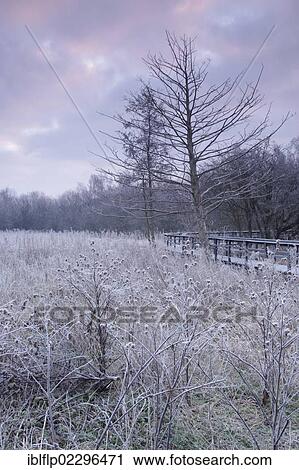 "Frosted seedheads and boardwalk through marshland habitat at dawn, Fairburn Ings RSPB Reserve, Fairburn, West Yorkshire, England, United Kingdom, Europe" View Large Photo Image Stock Image - "Frosted seedheads and boardwalk through marshland habitat at dawn, Fairburn Ings RSPB Reserve, Fairburn, West Yorkshire, England, United Kingdom, Europe". Fotosearch