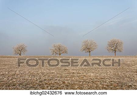 "Frosty trees in winter, Puy de Dome, Auvergne, France, Europe" View Large Photo Image Stock Photograph - "Frosty trees in winter, Puy de Dome, Auvergne, France, Europe". Fotosearch
