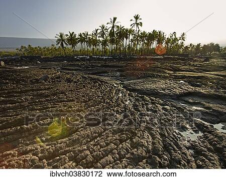 "Frozen lava flow with palm trees on the coast of Puuhonua o HÅnaunau, Puuhonua o HÅnaunau National Historical Park, HÅnaunau, Big Island, Hawaii, United States, North America" View Large Photo Image Stock Image - "Frozen lava flow with palm trees on the coast of Puuhonua o HÅnaunau, Puuhonua o HÅnaunau National Historical Park, HÅnaunau, Big Island, Hawaii, United States, North America". Fotosearch