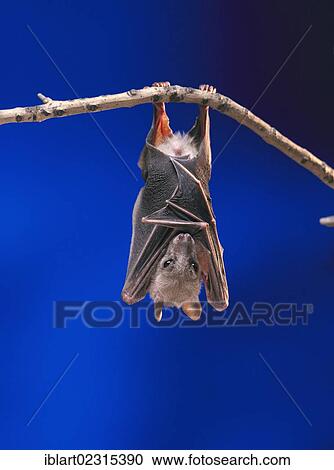 Stock Image - Fruit Bat or Flying Fox (Pteropus medius) resting by hanging upside down on a branch. Fotosearch