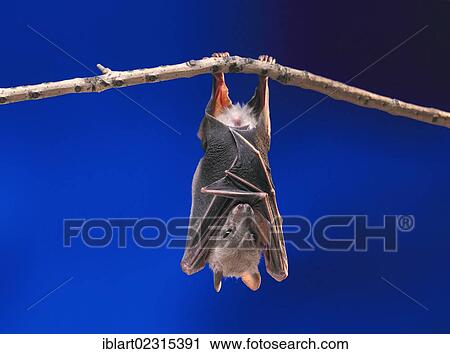 Stock Image - Fruit Bat or Flying Fox (Pteropus medius) resting by hanging upside down on a branch. Fotosearch