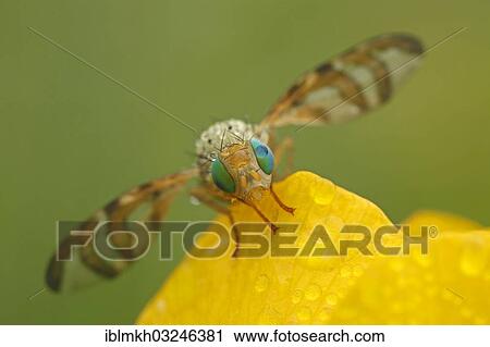 Stock Image - "Fruit fly (Orellia tussilaginis), Bad Hersfeld, Bad Hersfeld, Hesse, Germany, Europe". Fotosearch