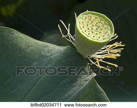 "Fruit of a Lotus (Nelumbo nucifera), Srinagar, Jammu and Kashmir, India, Asia" View Large Photo Image Stock Image - "Fruit of a Lotus (Nelumbo nucifera), Srinagar, Jammu and Kashmir, India, Asia". Fotosearch