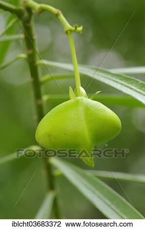 "Fruit of the Yellow Oleander (Thevetia peruviana), Keoladeo National Park, Bharatpur, Rajasthan, India, Asia" View Large Photo Image Stock Image - "Fruit of the Yellow Oleander (Thevetia peruviana), Keoladeo National Park, Bharatpur, Rajasthan, India, Asia". Fotosearch