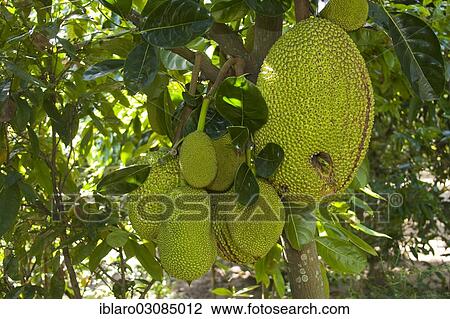 "Fruit on a Jackfruit tree (Artocarpus heterophyllus), Mekong, My Tho, Sudostasien, Vietnam, Asia" View Large Photo Image Stock Image - "Fruit on a Jackfruit tree (Artocarpus heterophyllus), Mekong, My Tho, Sudostasien, Vietnam, Asia". Fotosearch