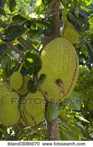 "Fruit on a Jackfruit tree (Artocarpus heterophyllus), Mekong, My Tho, Sudostasien, Vietnam, Asia" View Large Photo Image Stock Image - "Fruit on a Jackfruit tree (Artocarpus heterophyllus), Mekong, My Tho, Sudostasien, Vietnam, Asia". Fotosearch