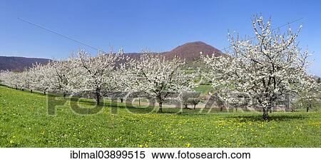 "Fruit tree blossom in Neidlingen Valley, Swabian Alb, Baden-Wurttemberg, Germany, Europe" View Large Photo Image Stock Photography - "Fruit tree blossom in Neidlingen Valley, Swabian Alb, Baden-Wurttemberg, Germany, Europe". Fotosearch
