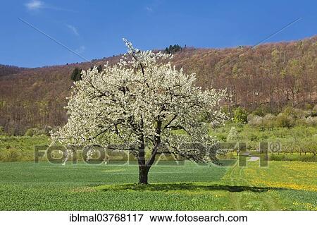"Fruit tree in blossom on a meadow in spring, Neidlinger Tal valley, Baden-Wuerttemberg, Germany, Europe" View Large Photo Image Stock Photo - "Fruit tree in blossom on a meadow in spring, Neidlinger Tal valley, Baden-Wuerttemberg, Germany, Europe". Fotosearch