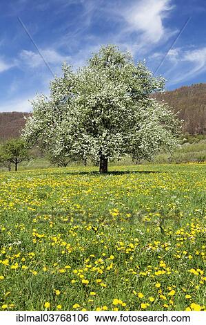 "Fruit tree in blossom on a meadow in spring, Neidlinger Tal valley, Baden-Wuerttemberg, Germany, Europe" View Large Photo Image Stock Photograph - "Fruit tree in blossom on a meadow in spring, Neidlinger Tal valley, Baden-Wuerttemberg, Germany, Europe". Fotosearch