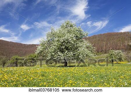 "Fruit tree in blossom on a meadow in spring, Neidlinger Tal valley, Baden-Wuerttemberg, Germany, Europe" View Large Photo Image Stock Photography - "Fruit tree in blossom on a meadow in spring, Neidlinger Tal valley, Baden-Wuerttemberg, Germany, Europe". Fotosearch