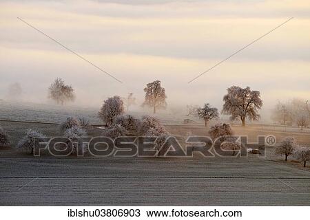 "Fruit trees with hoarfrost and fog, Beinwil Freiamt, Canton of Aargau, Switzerland, Europe" View Large Photo Image Stock Image - "Fruit trees with hoarfrost and fog, Beinwil Freiamt, Canton of Aargau, Switzerland, Europe". Fotosearch