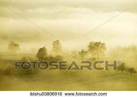 "Fruit trees with hoarfrost and fog, Beinwil Freiamt, Canton of Aargau, Switzerland, Europe" View Large Photo Image Stock Photograph - "Fruit trees with hoarfrost and fog, Beinwil Freiamt, Canton of Aargau, Switzerland, Europe". Fotosearch