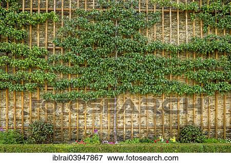 Stock Photo - "Fruit trellises with historical pears, espalier fruit, lower orangery, Baroque castle gardens, Schloss Weilburg castle, old town, Weilburg, Hesse, Germany, Europe". Fotosearch