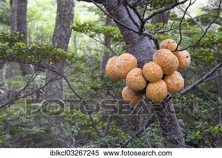 "Fruiting bodies of Darwin's Fungus (Cyttaria darwinii) growing on a Southern Beech (Nothofagus), Ushuaia, Tierra del Fuego, Argentina, South America" View Large Photo Image Stock Photography - "Fruiting bodies of Darwin's Fungus (Cyttaria darwinii) growing on a Southern Beech (Nothofagus), Ushuaia, Tierra del Fuego, Argentina, South America". Fotosearch