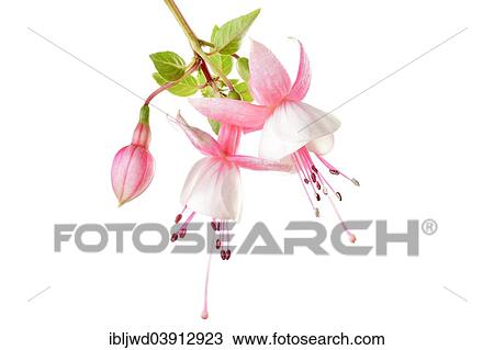 Stock Image - "Fuchsia (Fuchsia), flowers and a bud". Fotosearch