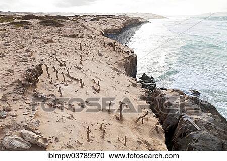 "Fulgurites on the sandy cliffs of Praia de Boa Esperanca Beach, sand tubes fused by lightning, the formations stand out from the sand, North Coast, island of Boa Vista, Cape Verde, Republic of Cabo Verde, Africa" View Large Photo Image Stock Image - "Fulgurites on the sandy cliffs of Praia de Boa Esperanca Beach, sand tubes fused by lightning, the formations stand out from the sand, North Coast, island of Boa Vista, Cape Verde, Republic of Cabo Verde, Africa". Fotosearch