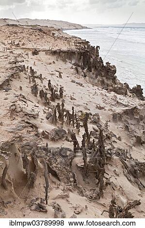 "Fulgurites on the sandy cliffs of Praia de Boa Esperanca Beach, sand tubes fused by lightning, the formations stand out from the sand, North Coast, island of Boa Vista, Cape Verde, Republic of Cabo Verde, Africa" View Large Photo Image Stock Photo - "Fulgurites on the sandy cliffs of Praia de Boa Esperanca Beach, sand tubes fused by lightning, the formations stand out from the sand, North Coast, island of Boa Vista, Cape Verde, Republic of Cabo Verde, Africa". Fotosearch