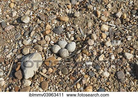 "Full clutch of four eggs of a Little ringed plover (Charadrius dubius), Elbe, Dessau-Rosslau, Saxony-Anhalt, Germany, Europe" View Large Photo Image Stock Image - "Full clutch of four eggs of a Little ringed plover (Charadrius dubius), Elbe, Dessau-Rosslau, Saxony-Anhalt, Germany, Europe". Fotosearch