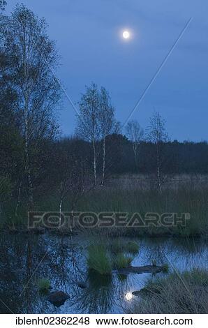 Stock Photo - "Full moon over the marsh, Wesuweermoor, Emsland, Lower Saxony, Germany, Europe". Fotosearch