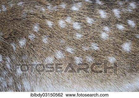 "Fur of a Fallow Deer (Dama dama), captive, Wildgehege Klovensteen, Rissen, Hamburg, Germany, Europe" View Large Photo Image Stock Image - "Fur of a Fallow Deer (Dama dama), captive, Wildgehege Klovensteen, Rissen, Hamburg, Germany, Europe". Fotosearch