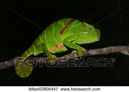"Furcifer timoni chameleon, extremely rare, Montagne d'Ambre, Madagascar, Africa" View Large Photo Image Stock Photo - "Furcifer timoni chameleon, extremely rare, Montagne d'Ambre, Madagascar, Africa". Fotosearch