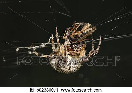 "Furrow Orb-weaver Spider (Larinioides cornutus), with fly prey caught in web, Crossness Nature Reserve, Bexley, Kent, England, United Kingdom, Europe" View Large Photo Image Stock Image - "Furrow Orb-weaver Spider (Larinioides cornutus), with fly prey caught in web, Crossness Nature Reserve, Bexley, Kent, England, United Kingdom, Europe". Fotosearch