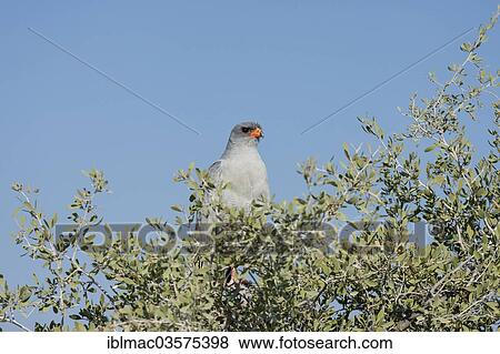 "Gabar Goshawk (Melierax gabar), Etosha National Park, Namibia, Africa" View Large Photo Image Stock Photo - "Gabar Goshawk (Melierax gabar), Etosha National Park, Namibia, Africa". Fotosearch