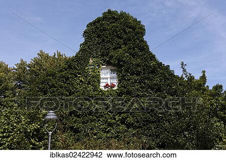 Gable window overgrown with ivy, historic residential area of Margarethenhoehe Garden Town, Essen, Ruhr Area, North Rhine-Westphalia, Germany, Europe View Large Photo Image Stock Image - Gable window overgrown with ivy, historic residential area of Margarethenhoehe Garden Town, Essen, Ruhr Area, North Rhine-Westphalia, Germany, Europe. Fotosearch