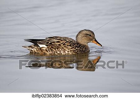 "Gadwall (Anas strepera), adult female, Gloucestershire, England, United Kingdom, Europe" View Large Photo Image Picture - "Gadwall (Anas strepera), adult female, Gloucestershire, England, United Kingdom, Europe". Fotosearch