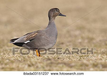 "Gadwall (Anas strepera), drake standing on a meadow, Workum, Bolsward, Friesland, The Netherlands, Europe" View Large Photo Image Stock Photo - "Gadwall (Anas strepera), drake standing on a meadow, Workum, Bolsward, Friesland, The Netherlands, Europe". Fotosearch