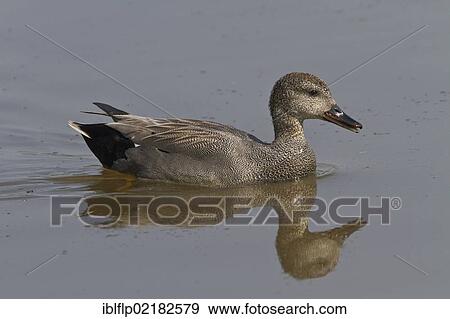 "Gadwall (Anas strepera), male" View Large Photo Image Stock Photo - "Gadwall (Anas strepera), male". Fotosearch