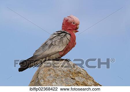 "Galah (Eolophus roseicapillus), adult, perched on rock, Western Australia, Australia, Oceania" View Large Photo Image Stock Image - "Galah (Eolophus roseicapillus), adult, perched on rock, Western Australia, Australia, Oceania". Fotosearch