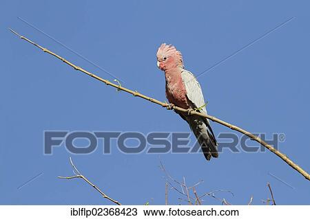 "Galah (Eolophus roseicapillus), adult, perched on branch, Western Australia, Australia, Oceania" View Large Photo Image Stock Image - "Galah (Eolophus roseicapillus), adult, perched on branch, Western Australia, Australia, Oceania". Fotosearch
