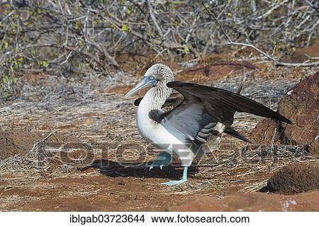 "Galapagos Blue-footed Booby (Sula nebouxii excisa), Seymour Norte, Galapagos Islands, Ecuador, South America" View Large Photo Image Picture - "Galapagos Blue-footed Booby (Sula nebouxii excisa), Seymour Norte, Galapagos Islands, Ecuador, South America". Fotosearch