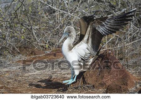 "Galapagos Blue-footed Booby (Sula nebouxii excisa), Seymour Norte, Galapagos Islands, Ecuador, South America" View Large Photo Image Stock Image - "Galapagos Blue-footed Booby (Sula nebouxii excisa), Seymour Norte, Galapagos Islands, Ecuador, South America". Fotosearch