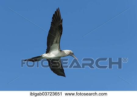 "Galapagos Blue-footed Booby (Sula nebouxii excisa), in flight, Santa Cruz Island, Galapagos Islands, Ecuador, South America" View Large Photo Image Stock Image - "Galapagos Blue-footed Booby (Sula nebouxii excisa), in flight, Santa Cruz Island, Galapagos Islands, Ecuador, South America". Fotosearch