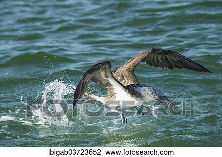 Stock Image - "Galapagos Blue-footed Booby (Sula nebouxii excisa), Santa Cruz Island, Galapagos Islands, Ecuador, South America". Fotosearch