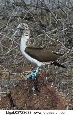 "Galapagos Blue-footed Booby (Sula nebouxii excisa), Seymour Norte, Galapagos Islands, Ecuador, South America" View Large Photo Image Stock Photo - "Galapagos Blue-footed Booby (Sula nebouxii excisa), Seymour Norte, Galapagos Islands, Ecuador, South America". Fotosearch