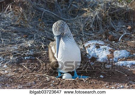 "Galapagos Blue-footed Booby (Sula nebouxii excisa), Seymour Norte, Galapagos Islands, Ecuador, South America" View Large Photo Image Stock Photo - "Galapagos Blue-footed Booby (Sula nebouxii excisa), Seymour Norte, Galapagos Islands, Ecuador, South America". Fotosearch