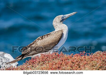 "Galapagos Blue-footed Booby (Sula nebouxii excisa), South Plaza Island, Galapagos Islands, Ecuador, South America" View Large Photo Image Stock Photograph - "Galapagos Blue-footed Booby (Sula nebouxii excisa), South Plaza Island, Galapagos Islands, Ecuador, South America". Fotosearch