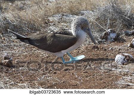 "Galapagos Blue-footed Booby (Sula nebouxii excisa), Seymour Norte, Galapagos Islands, Ecuador, South America" View Large Photo Image Stock Photography - "Galapagos Blue-footed Booby (Sula nebouxii excisa), Seymour Norte, Galapagos Islands, Ecuador, South America". Fotosearch
