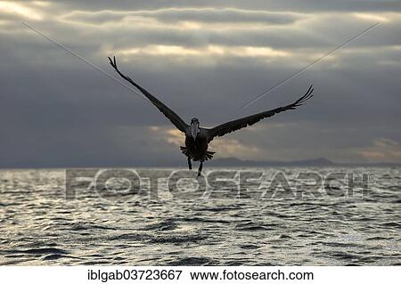 "Galapagos Brown Pelican (Pelecanus occidentalis urinator) in flight at dusk, Santa Cruz Island, Galapagos Islands, Ecuador, South America" View Large Photo Image Stock Photo - "Galapagos Brown Pelican (Pelecanus occidentalis urinator) in flight at dusk, Santa Cruz Island, Galapagos Islands, Ecuador, South America". Fotosearch