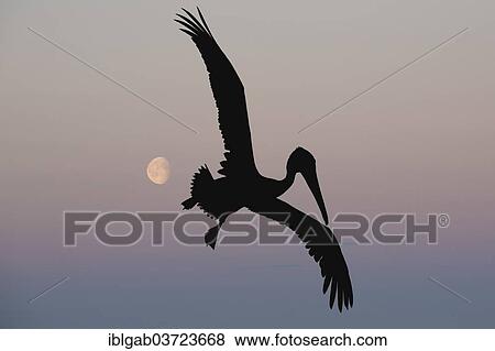 "Galapagos Brown Pelican (Pelecanus occidentalis urinator) in flight at dusk, Santa Cruz Island, Galapagos Islands, Ecuador, South America" View Large Photo Image Stock Photo - "Galapagos Brown Pelican (Pelecanus occidentalis urinator) in flight at dusk, Santa Cruz Island, Galapagos Islands, Ecuador, South America". Fotosearch
